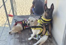 Uccisi cani Unità Cinofila impegnati nella pet therapy UCSN - Unità Cinofila