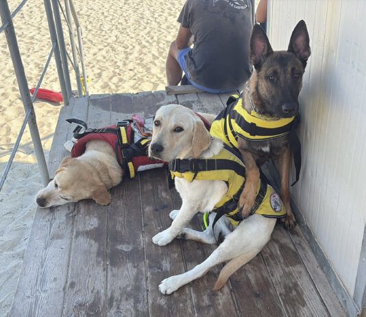 Uccisi cani Unità Cinofila impegnati nella pet therapy UCSN - Unità Cinofila