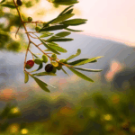 Coldiretti Calabria: controlli insufficienti sull’olio tunisino, rischio concorrenza sleale e crollo prezzi Olio di Calabria IGP