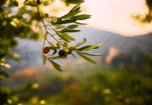 L’oro verde che unisce due mondi: l’Olio di Calabria IGP conquista il cuore degli italo-canadesi Olio di Calabria IGP