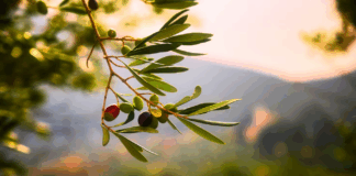 Coldiretti Calabria: controlli insufficienti sull’olio tunisino, rischio concorrenza sleale e crollo prezzi Olio di Calabria IGP