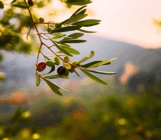 Coldiretti Calabria: controlli insufficienti sull’olio tunisino, rischio concorrenza sleale e crollo prezzi Olio di Calabria IGP