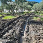 Controlli ai frantoi oleari: tre imprenditori denunciati dai Carabinieri