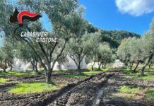 Controlli ai frantoi oleari: tre imprenditori denunciati dai Carabinieri