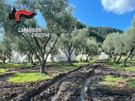 Controlli ai frantoi oleari: tre imprenditori denunciati dai Carabinieri