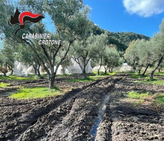 Controlli ai frantoi oleari: tre imprenditori denunciati dai Carabinieri