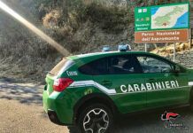 Bracconaggio nell’Aspromonte: denunciato un uomo per caccia illegale di ghiri