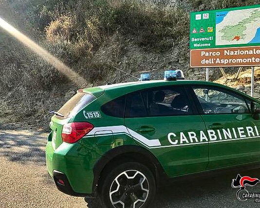 Bracconaggio nell’Aspromonte: denunciato un uomo per caccia illegale di ghiri
