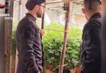 Scoperto bunker sotterraneo con piantagione “indoor” di marijuana: denunciati padre e figlio