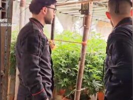 Scoperto bunker sotterraneo con piantagione “indoor” di marijuana: denunciati padre e figlio