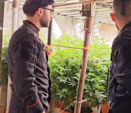 Scoperto bunker sotterraneo con piantagione “indoor” di marijuana: denunciati padre e figlio