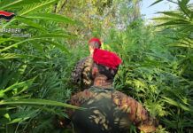Maxi coltivazione di marijuana nelle campagne di Rizziconi: arrestato giovane incensurato