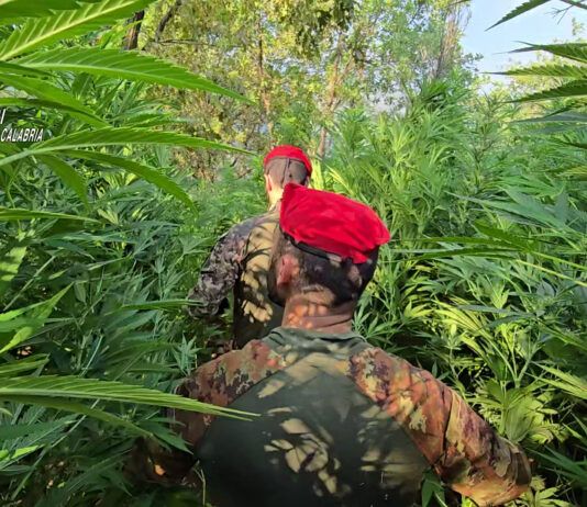 Maxi coltivazione di marijuana nelle campagne di Rizziconi: arrestato giovane incensurato