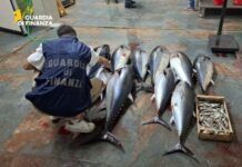 Calabria, sequestrati 270 kg di tonno rosso: sanzionato un uomo per pesca illegale