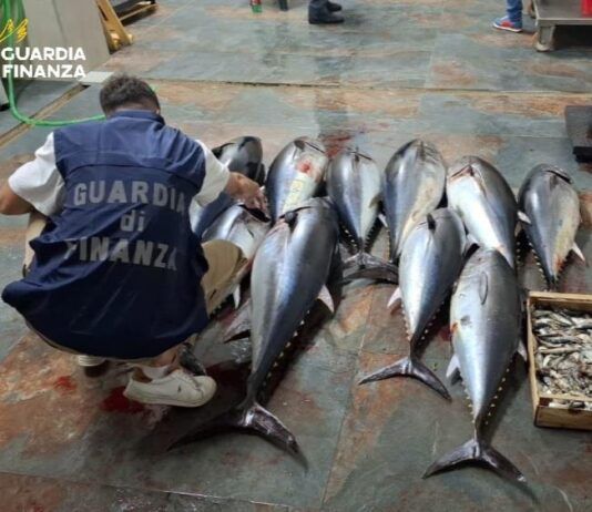 Calabria, sequestrati 270 kg di tonno rosso: sanzionato un uomo per pesca illegale