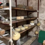 Sequestrati 11 quintali di formaggi nel Cosentino, denunciato il titolare dell’azienda casearia