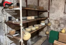 Sequestrati 11 quintali di formaggi nel Cosentino, denunciato il titolare dell’azienda casearia