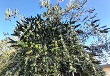 Crolla il prezzo dell’olio extravergine in Calabria: Coldiretti denuncia speculazioni e chiede controlli immediati