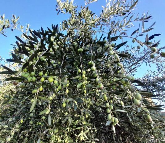 Crolla il prezzo dell’olio extravergine in Calabria: Coldiretti denuncia speculazioni e chiede controlli immediati