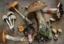 Allarme funghi velenosi: boom di intossicazioni, medici avvertono sui rischi mortali