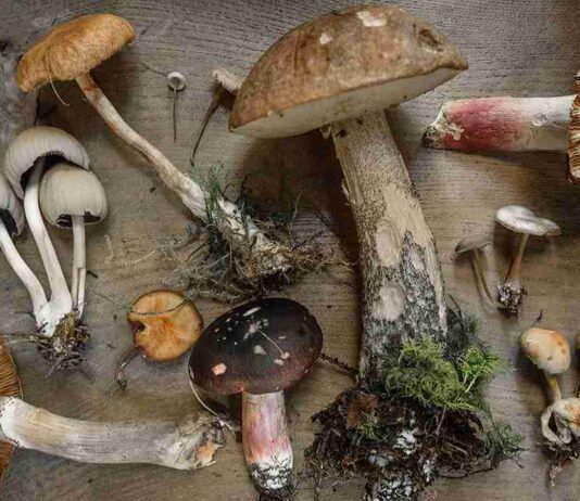 Allarme funghi velenosi: boom di intossicazioni, medici avvertono sui rischi mortali