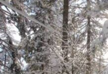 Calabria, arrivate le prime nevicate significative sui rilievi: fino a 15 cm sulla Sila