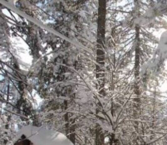 Calabria, arrivate le prime nevicate significative sui rilievi: fino a 15 cm sulla Sila