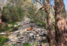 Carabinieri, controlli ambientali e tutela del territorio