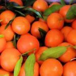 Agrumi del reggino, Coldiretti Reggio Calabria: bene il confronto avviato alla Camera di Commercio