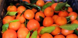 Agrumi del reggino, Coldiretti Reggio Calabria: bene il confronto avviato alla Camera di Commercio