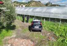 Carabinieri scoprono serre abusive e furto d’acqua a San Luca