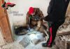 Stupefacente occultato in abitazioni disabitate, i Carabinieri sequestrano 3,5 chili di marijuana