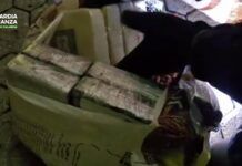 Maxi sequestro di cocaina al porto di Gioia Tauro: oltre 435 kg nascosti in un carico di noccioline