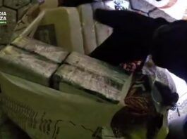 Maxi sequestro di cocaina al porto di Gioia Tauro: oltre 435 kg nascosti in un carico di noccioline