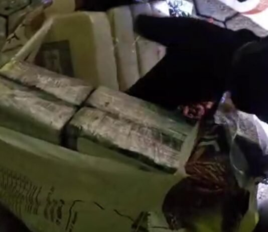 Maxi sequestro di cocaina al porto di Gioia Tauro: oltre 435 kg nascosti in un carico di noccioline