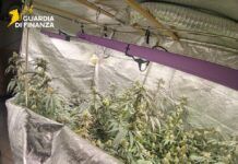 Scoperto laboratorio indoor di marijuana: sequestrate 170 piante