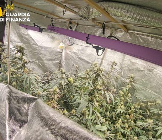 Scoperto laboratorio indoor di marijuana: sequestrate 170 piante