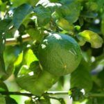 Bergamotto – l’O.P. Pianagri annuncia i prezzi per la campagna 2025/26 con un incremento