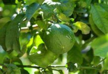 Bergamotto – l’O.P. Pianagri annuncia i prezzi per la campagna 2025/26 con un incremento