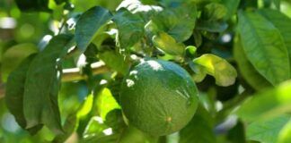 Bergamotto – l’O.P. Pianagri annuncia i prezzi per la campagna 2025/26 con un incremento