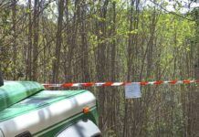 Parco dell’Aspromonte: operazioni dei Carabinieri Forestali contro tagli illegali e furto di legname