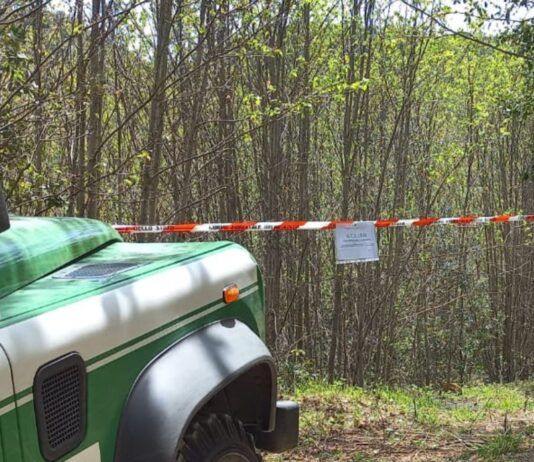 Parco dell’Aspromonte: operazioni dei Carabinieri Forestali contro tagli illegali e furto di legname