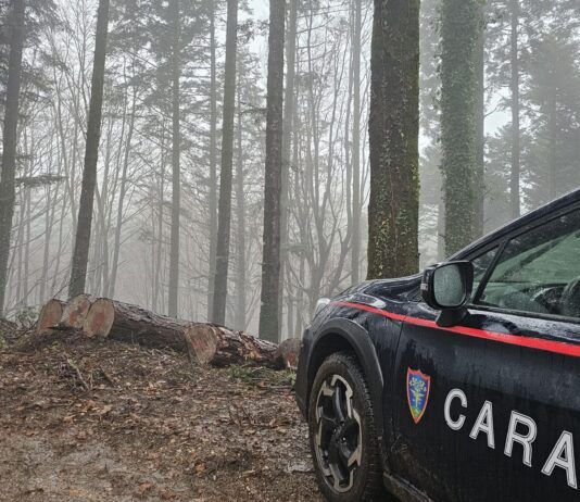 Taglio illegale di alberi nel Parco delle Serre: denunciato imprenditore forestale