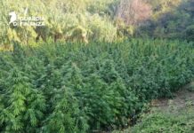 Scoperta maxi piantagione di cannabis: sequestrate 717 piante dalla Guardia di Finanza