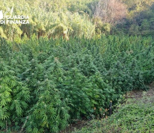 Scoperta maxi piantagione di cannabis: sequestrate 717 piante dalla Guardia di Finanza