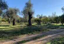 Furto di agrumi a Rosarno, Coldiretti Calabria manifesta solidarietà all’azienda Tenuta Badia ancora una volta sotto tiro