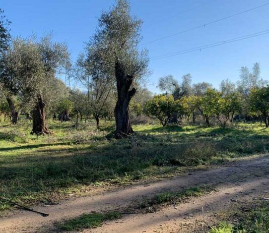 Furto di agrumi a Rosarno, Coldiretti Calabria manifesta solidarietà all’azienda Tenuta Badia ancora una volta sotto tiro
