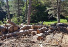 Parco Nazionale dell’Aspromonte: operazioni dei Carabinieri Forestali contro tagli boschivi irregolari e furto di legname