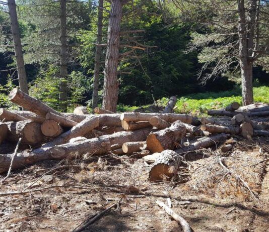 Parco Nazionale dell’Aspromonte: operazioni dei Carabinieri Forestali contro tagli boschivi irregolari e furto di legname