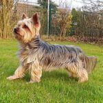 Teme possa fare del male al figlio e lancia il cagnolino del vicino nel vuoto: morto l’animale